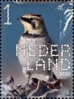 Horned Lark (Eremophila alpestris)
