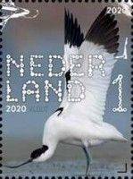 Pied Avocet (Recurvirostra avosetta)