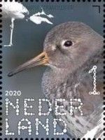 Purple Sandpiper (Calidris maritima)