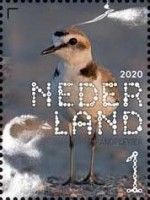 Kentish Plover (Charadrius alexandrinus)