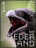 Common Raven (Corvus corax)