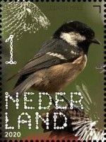 Coal Tit (Periparus ater)