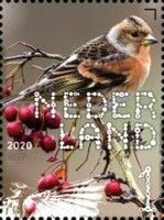 Brambling (Fringilla montifringilla)