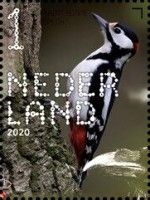 Great Spotted Woodpecker (Dendrocopos major)
