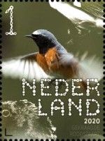 Common Redstart (Phoenicurus phoenicurus)