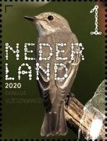 Spotted Flycatcher (Muscicapa striata)