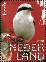 Great Grey Shrike (Lanius excubitor)
