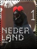 Black Grouse (Tetrao tetrix)