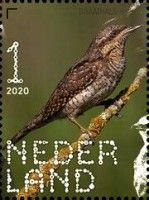 Eurasian Wryneck (Jynx torquilla)