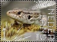 Sand Lizard (Lacerta agilis)