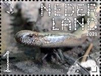 Blindworm (Anguis fragilis)