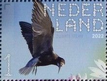 Black Tern (Chlidonias niger)