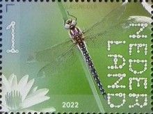 Hairy Dragonfly (Brachytron pratense)