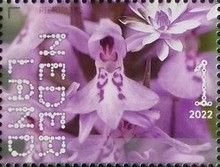 Southern Marsh Orchid (Dactylorhiza praetermissa)