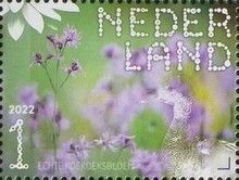 Ragged-Robin (Silene flos-cuculi)