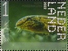 Spined Loach (Cobitis taenia)