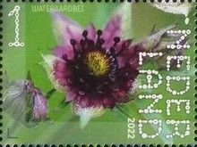 Purple Marshlocks (Comarus palustre)