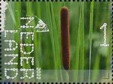 Narrow Cattail (Typha angustifolia)