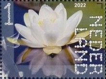 European White Water Lily (Nymphaea alba)