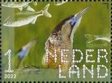 Eurasian Bittern (Botaurus stellaris)
