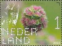 Burnet (Sanguisorba minor)