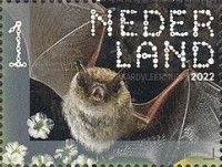 Common Whiskered Myotis (Myotis mystacinus)