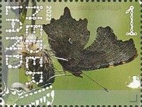 Comma Butterfly (Polygonia c-album)