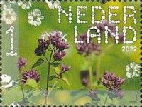 Oregano (Origanum vulgare)