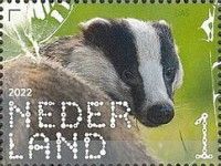 European Badger (Meles meles)