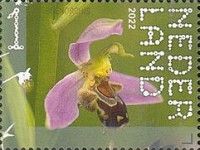 Bee Orchid (Ophrys apifera)