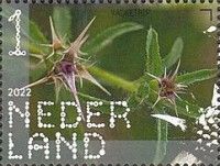 Star Thistle (Centaurea calcitrapa)