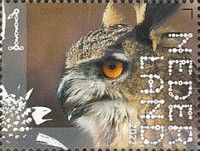 Eurasian Eagle-Owl (Bubo bubo)