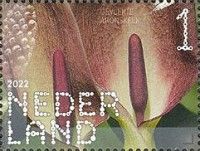 Arum maculatum
