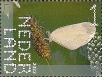 Wood White Butterfly (Leptidea sinapis)