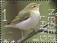 Wood Warbler (Phylloscopus sibilatrix)