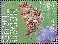 Small Pearl-bordered Fritillary (Boloria selene)