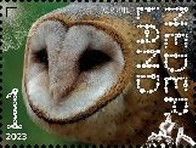 Barn Owl (Tyto alba)