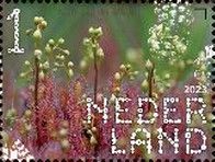 Oblong-leaved Sundew (Drosera intermedia)