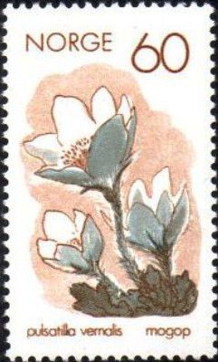 Pasque Flower (Pulsatilla vernalis)