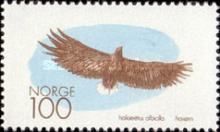 White-tailed or Sea Eagle (Haliaeetus albicilla)