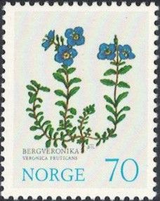 Rock Speedwell (Veronica fruticans)