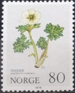 Glacier Buttercup or Crowfoot (Ranunculus glacialis)
