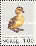 Wild Duck (Anas platyrhynchos)