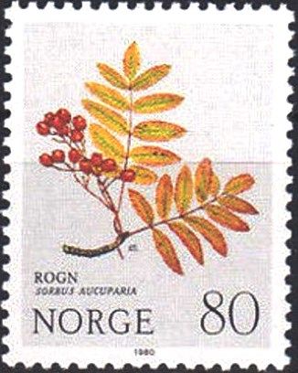 Rowan (Sorbus aucuparia)