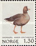 Lesser White-fronted Goose (Anser erythropus)
