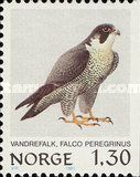 Peregrine Falcon (Falco peregrinus)
