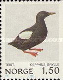 Black Guillemot or Tystie (Cepphus grylle)