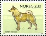 Buhund (farm dog)