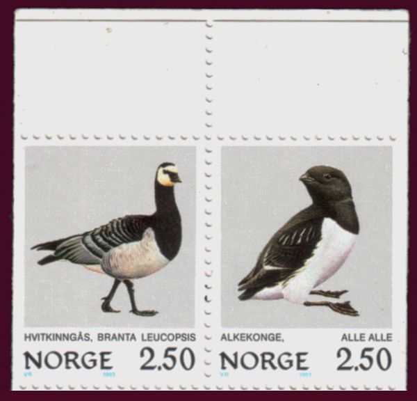 Barnacle Goose (Branta leucopsis)