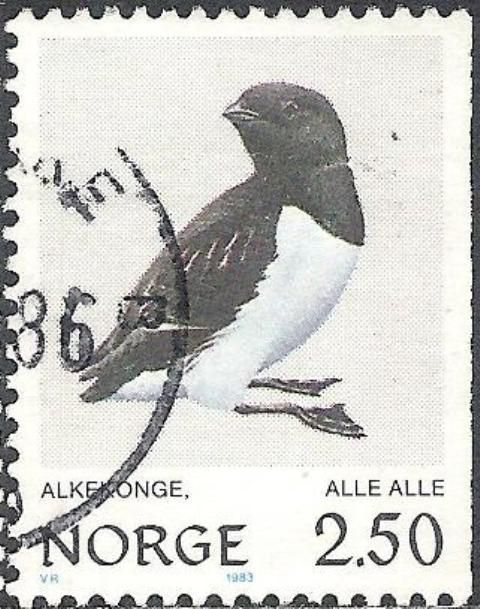 Dovekie (Alle alle)